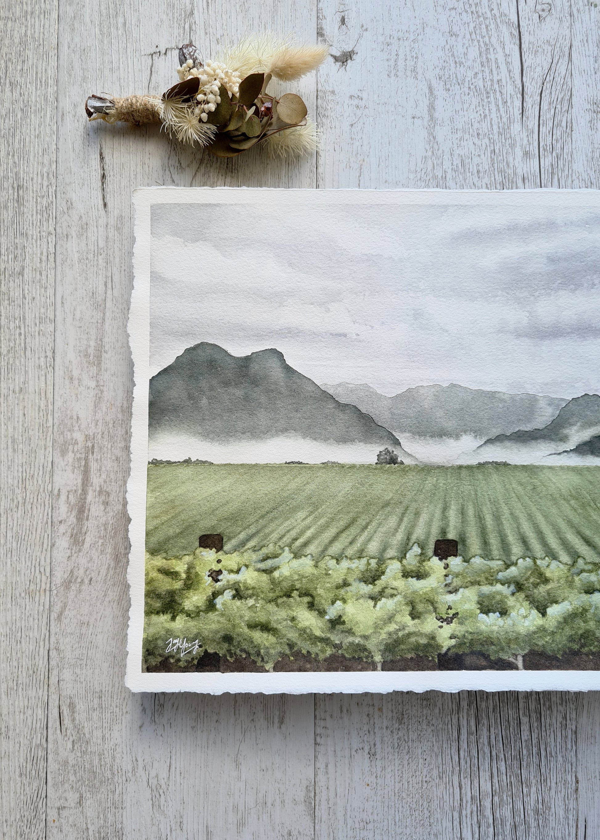 Valley Vines - ORIGINAL - Young by Design