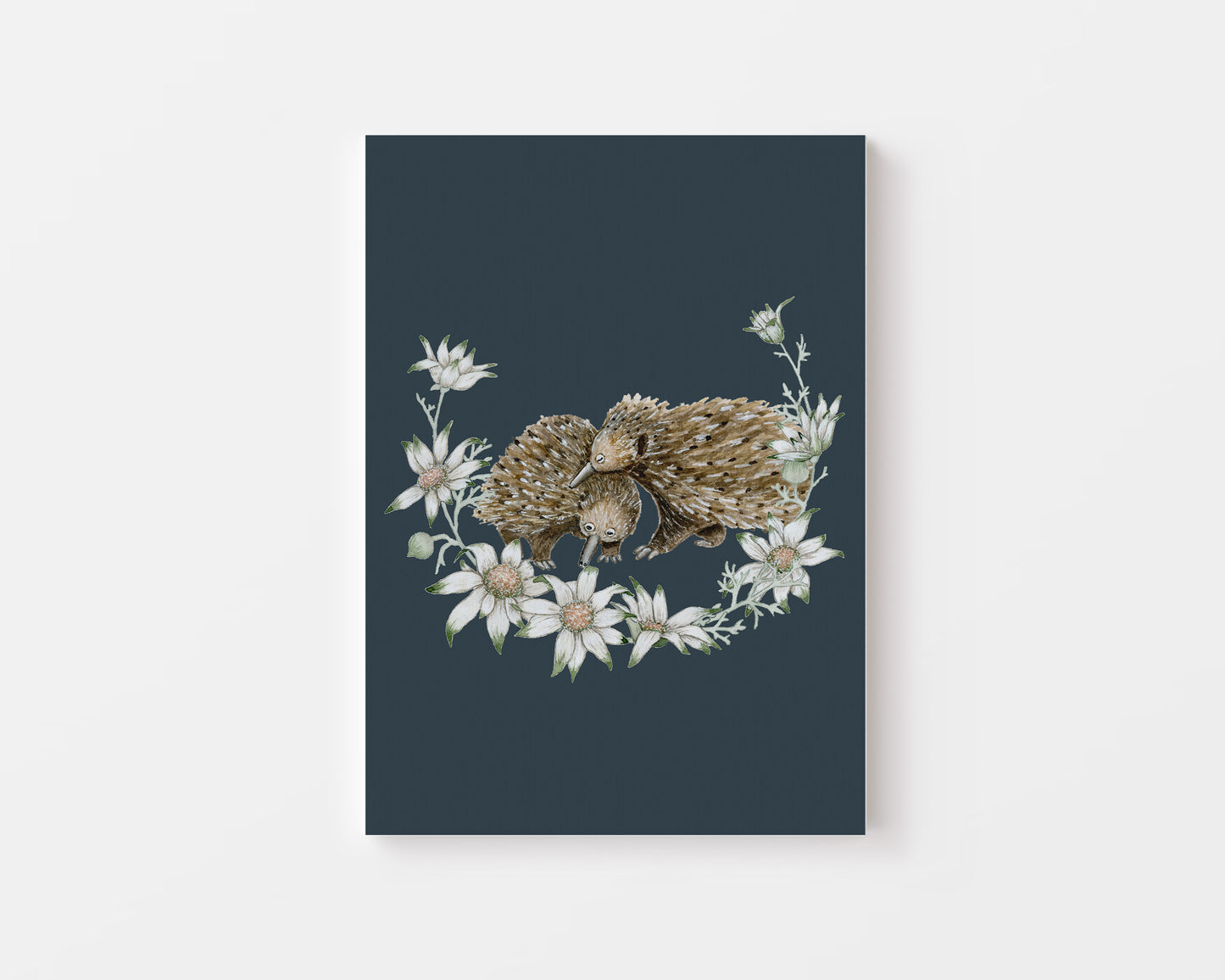 The Echidnas.